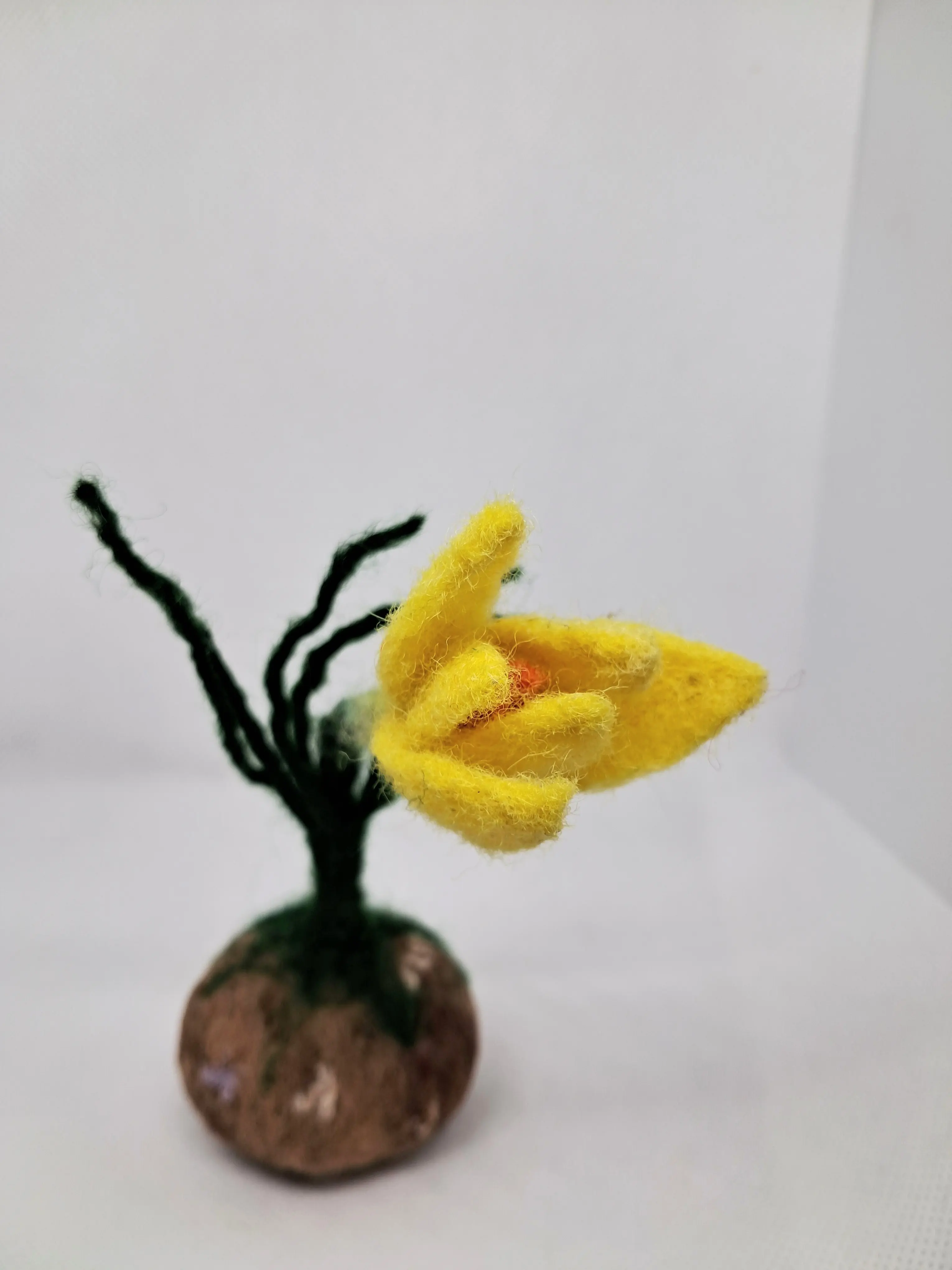 Жълт минзухар – thumbnail 2